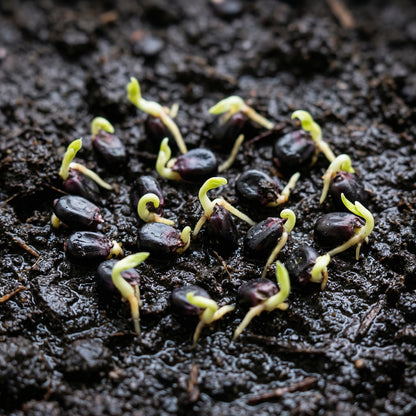 Black Corn Seeds – Heirloom Black Sweet Corn Vegetable Seeds