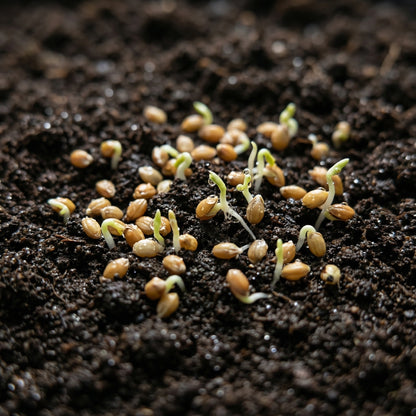 German Foxtail Millet Seeds – Drooping Ornamental Grain Seeds