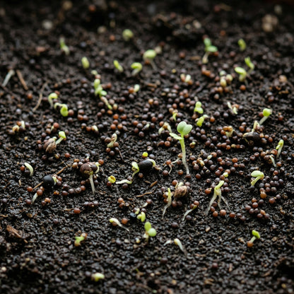 English Thyme Seeds (Thymus vulgaris) – Aromatic Culinary Herb Seeds for Indoor & Outdoor Gardens