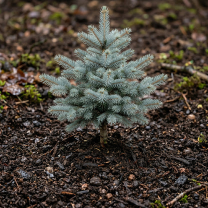Blue Spruce Seeds Picea pungens glauca Evergreen Spruce Tree Seeds