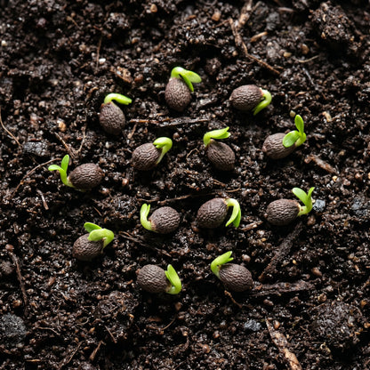 Rose Lychnis Seeds (Lychnis coronaria) Perennial Flower Plant