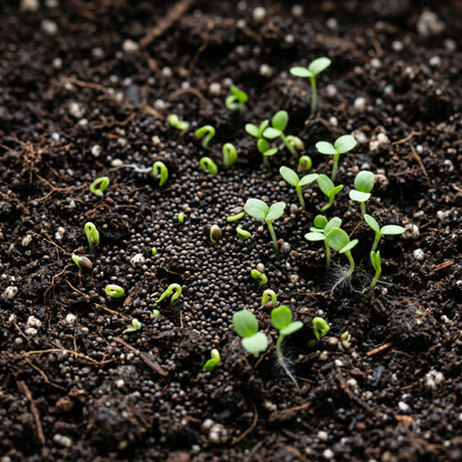 Mint Seeds Mentha Herb Plant Seeds