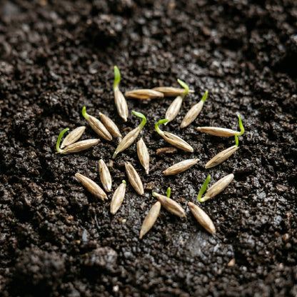 Indian Ricegrass Seeds Oryzopsis hymenoides Grain Grass Seeds