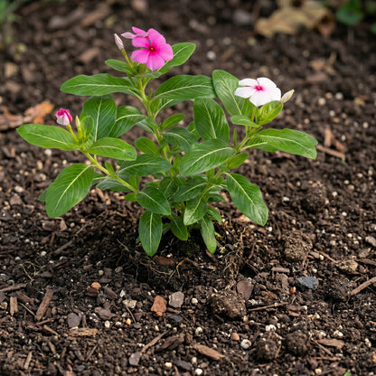 Mixed Periwinkle Seeds Vinca Mixed Color Flower Seeds