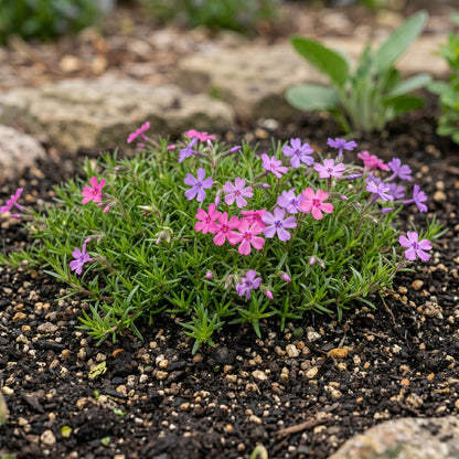 Creeping Dwarf Phlox Seeds (Phlox subulata) – Perennial Ground Cover Flower Seeds