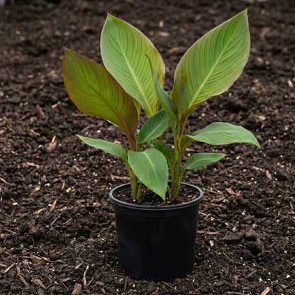 Canna Lily Seeds (Canna indica) – Perennial Garden Flower Seeds