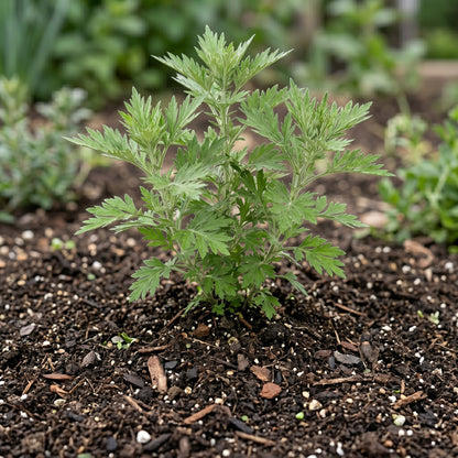 Mugwort Seeds – Herb Garden Plant Seeds