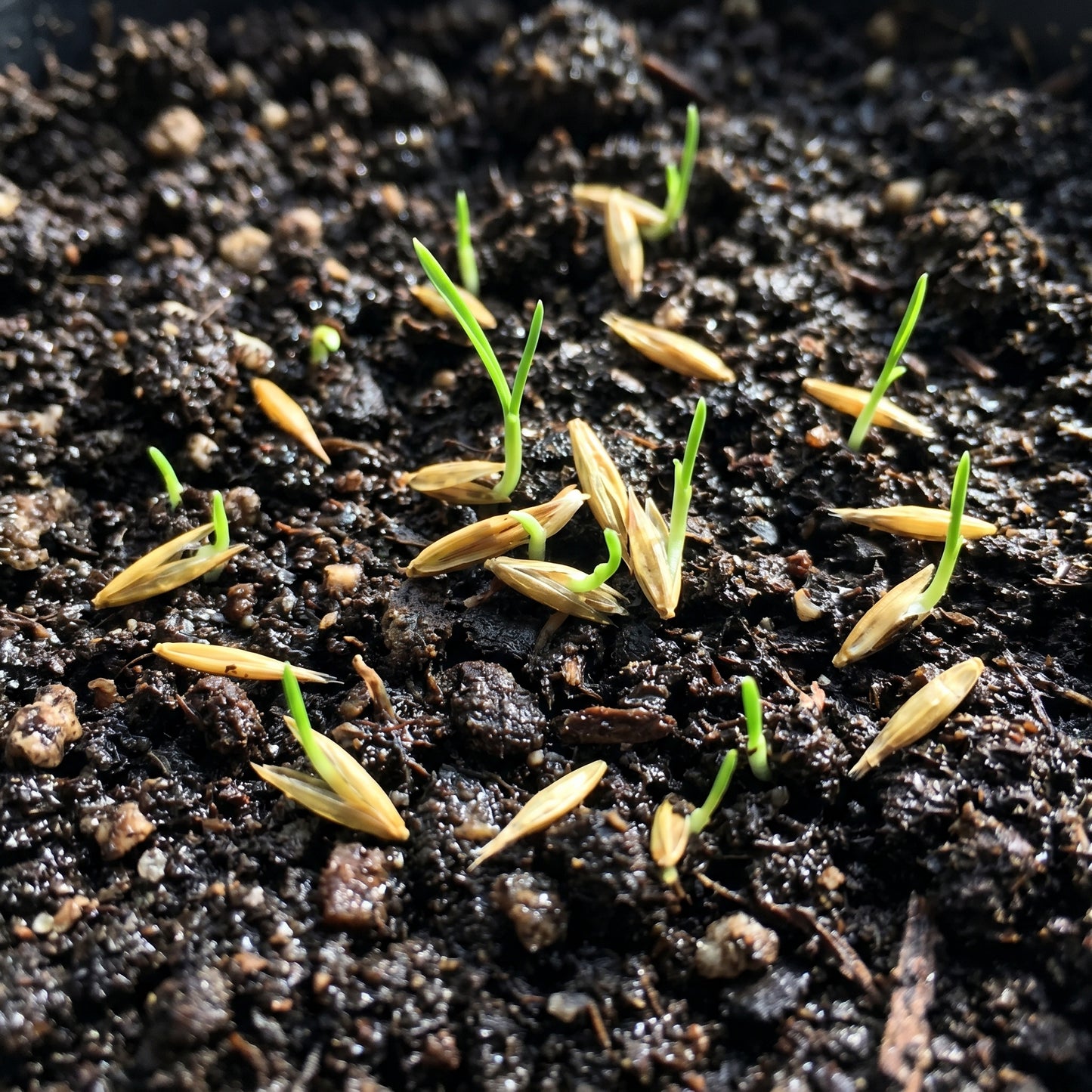 Black Mondo Grass Seeds Ophiopogon nigrescens Ornamental Grass Seeds