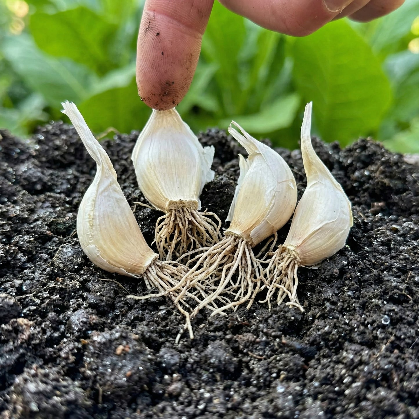 Softneck Garlic Bulbs for Planting – Fresh Garlic Bulbs for Kitchen Gardens