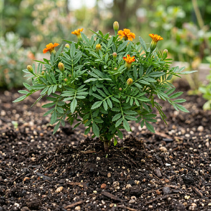 Petite Marigold Seeds Tagetes patula Mixed Dwarf Flower Seeds