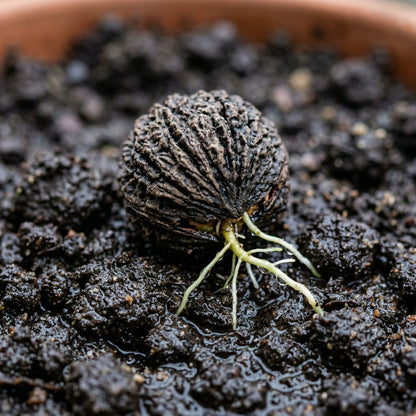 Black Walnut Tree Seeds Juglans nigra – Hardwood Timber Tree Seeds