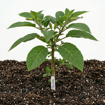 Red Angel's Trumpet Seeds Brugmansia sanguinea – Trumpet Flower Garden Plant Seeds