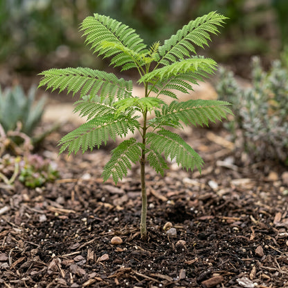 Jacaranda Tree Seeds Jacaranda mimosifolia Blue Flowering Tree Seeds
