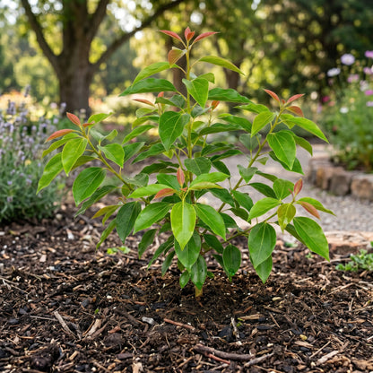 Camphor Tree Seeds Cinnamomum camphora Evergreen Tree Seeds