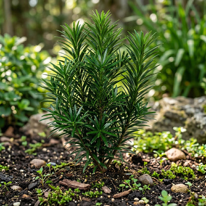 Podocarpus Macrophyllus Seeds Evergreen Ornamental Plant