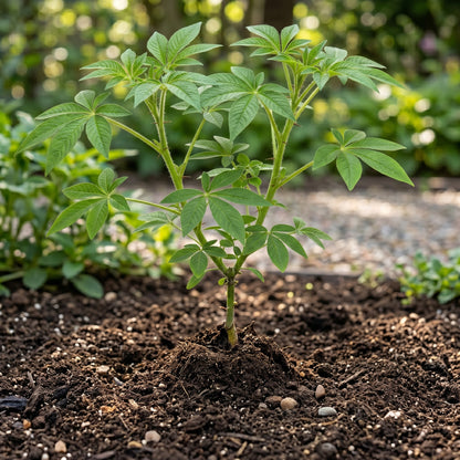 Spider Flower Seeds Cleome Mix Annual Flower Seeds