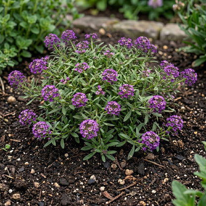 Sweet Alyssum Seeds (Lobularia maritima) – Royal Carpet Purple Ground Cover Flowers