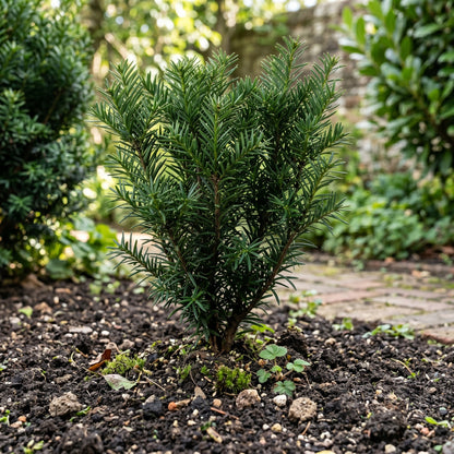 English Yew Seeds (Taxus baccata) – Evergreen Garden Seeds