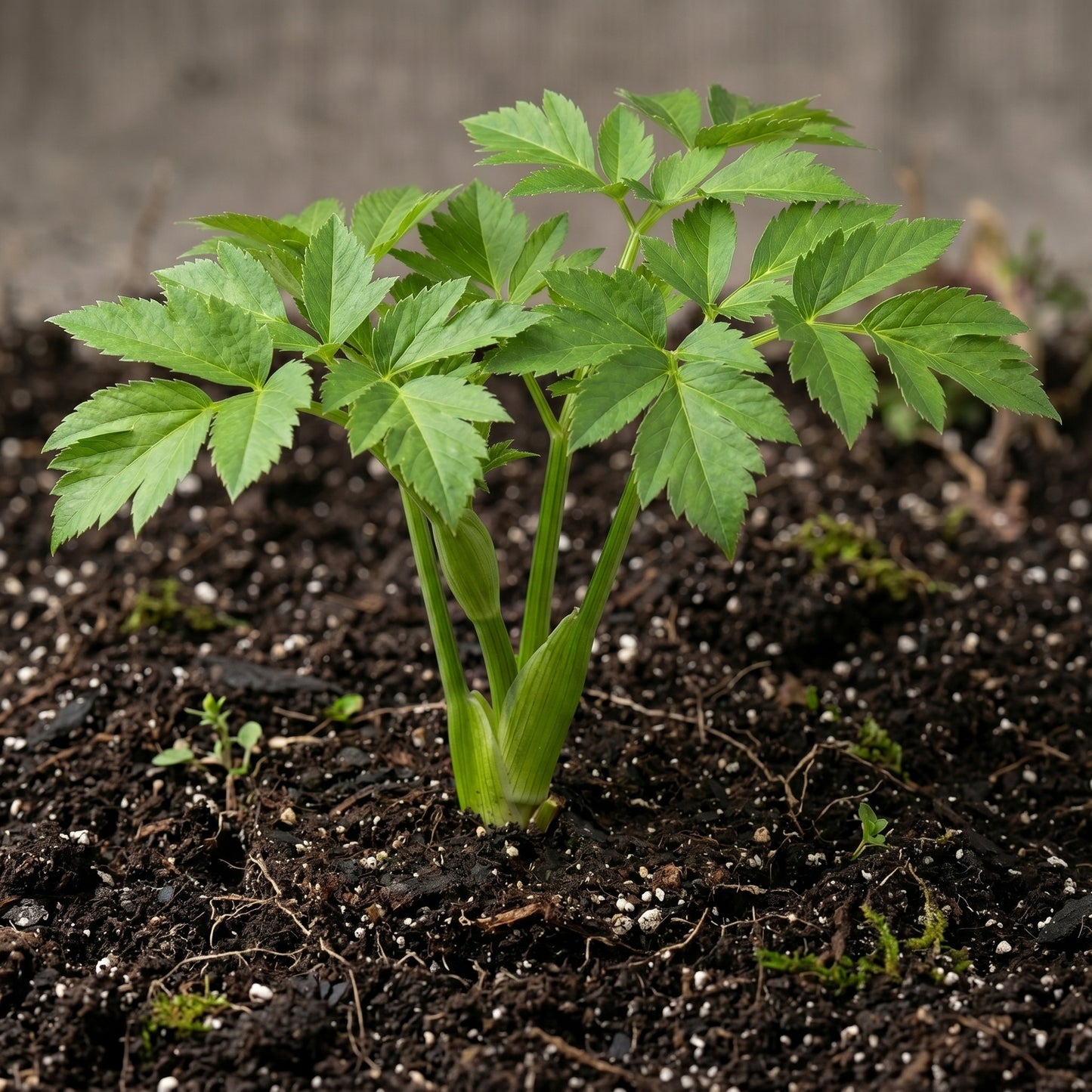 Angelica Seeds – Angelica archangelica Herb Garden Seeds