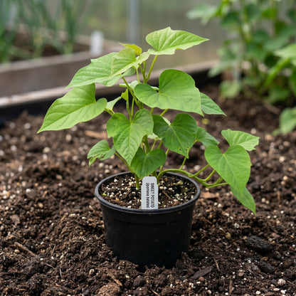 Sweet Potato Seeds – Vegetable Plant Seeds
