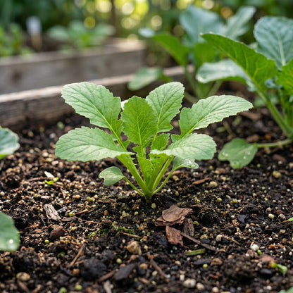 Turnip Seeds – Root Vegetable Plant Seeds