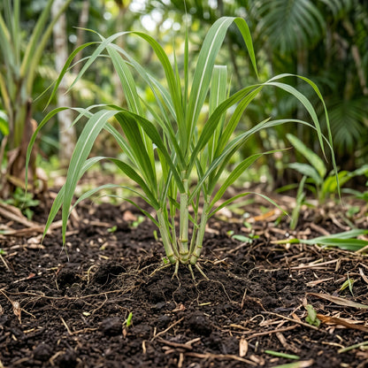 Sugarcane Seeds – Garden Crop Plant Seeds
