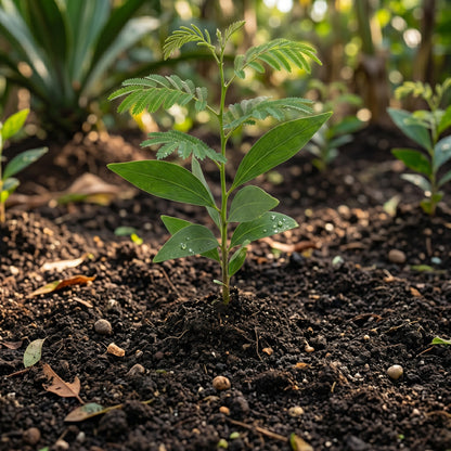 Acacia Mangium Seeds – Tree Plant Seeds
