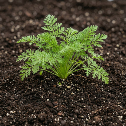 Queen Anne’s Lace Seeds (Ammi Majus)