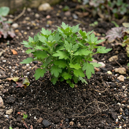 Chrysanthemum Seeds Flower Plant for Garden Growing