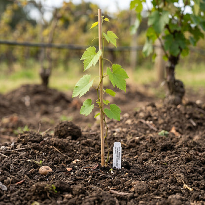 Grape Seeds Fruit Vine for Garden Growing
