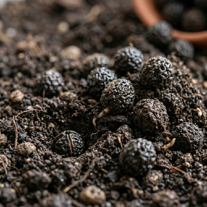 Papaya Seeds Tropical Fruit Plant for Garden Growing