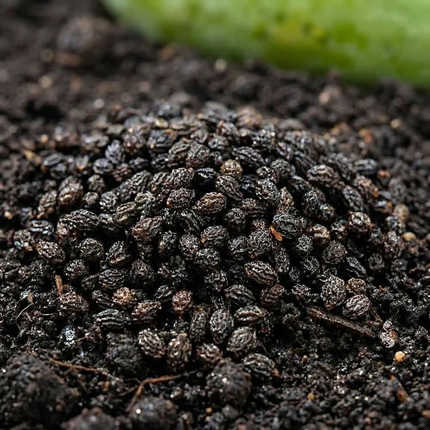 Papaya Seeds – Fast-Growing Tropical Papaya Tree Seeds for Garden & Containers