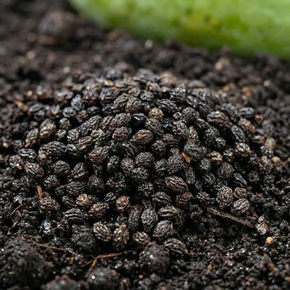 Papaya Seeds – Fast-Growing Tropical Papaya Tree Seeds for Garden & Containers