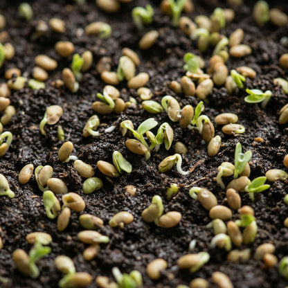 Alfalfa Seeds – Heirloom Sprouting Seeds for Fresh Homegrown Sprouts