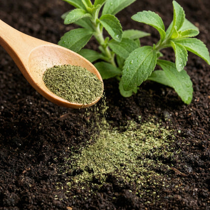 Stevia Plant Seeds for Planting – Sweetleaf Herb Seeds for Kitchen Gardens