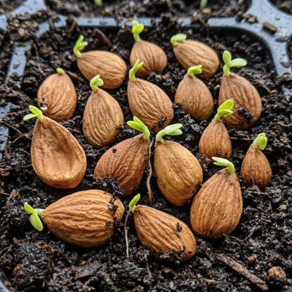 Manchurian Apricot Tree Seeds Prunus mandshurica – Hardy Flowering Fruit Tree Seeds
