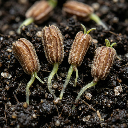 Water Hyacinth Seeds – Aquatic Pond Flower Seeds for Water Gardens