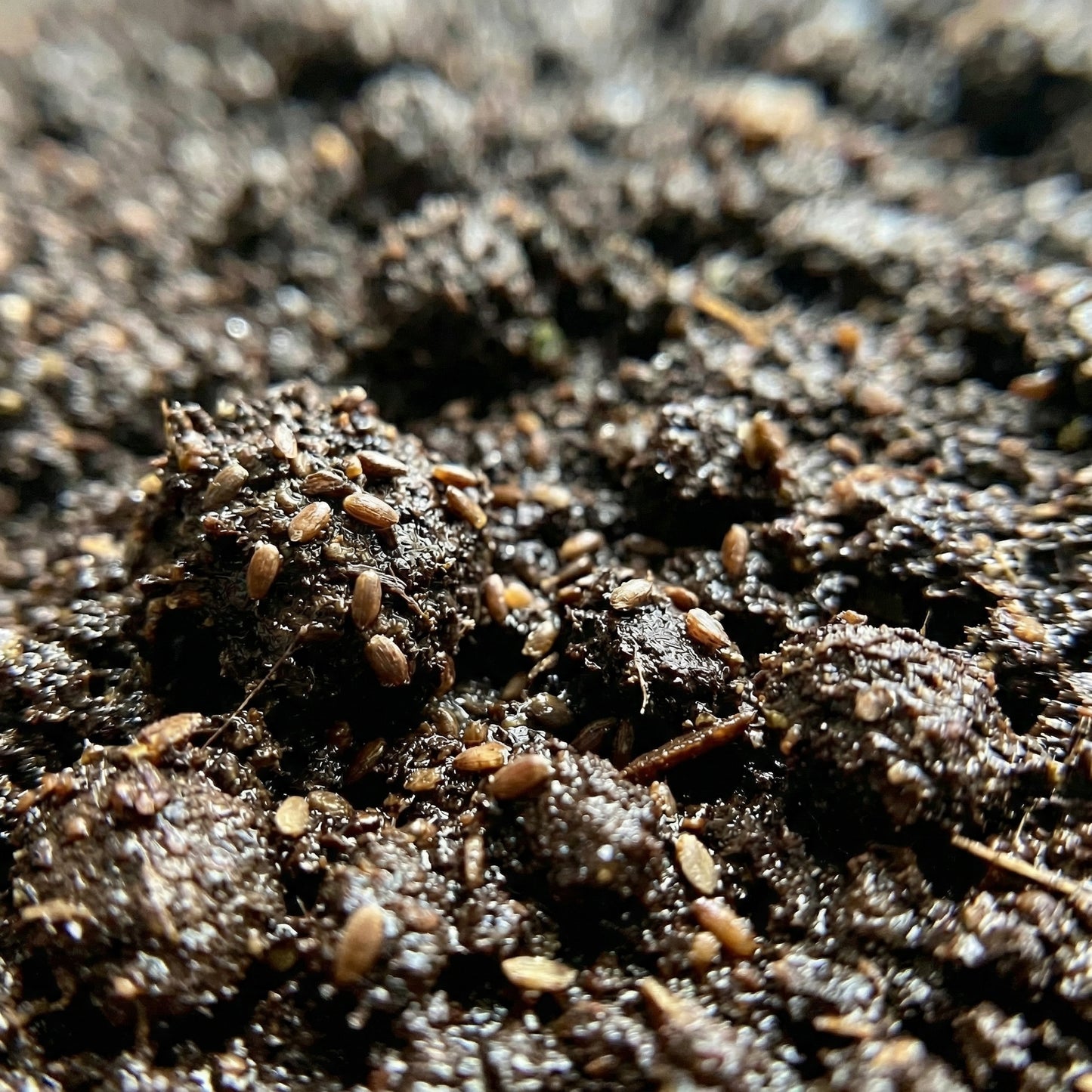 Anise Hyssop Seeds Agastache foeniculum – Heirloom Herbal & Culinary Herb Seeds