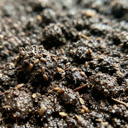 Anise Hyssop Seeds Agastache foeniculum – Heirloom Herbal & Culinary Herb Seeds