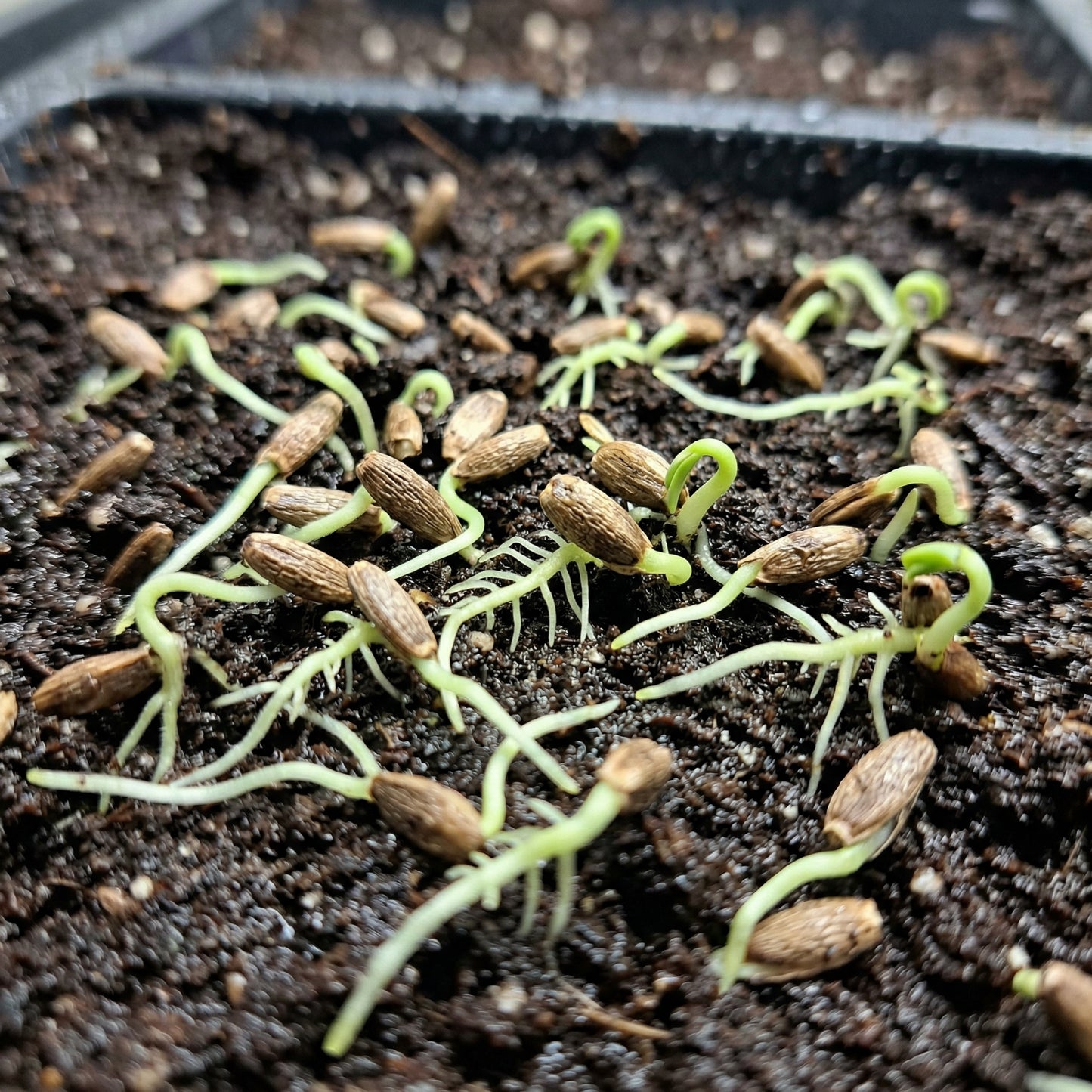 Milk Thistle Seeds Silybum marianum – Ornamental Herbal Garden Seeds