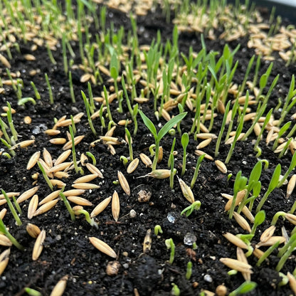 Cat Grass Seeds Mix – Oat & Barley Heirloom Kitty Grass Seeds for Indoor Cats