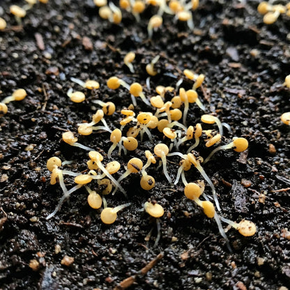 Cape Gooseberry Seeds – Heirloom Ground Cherry Fruit Seeds