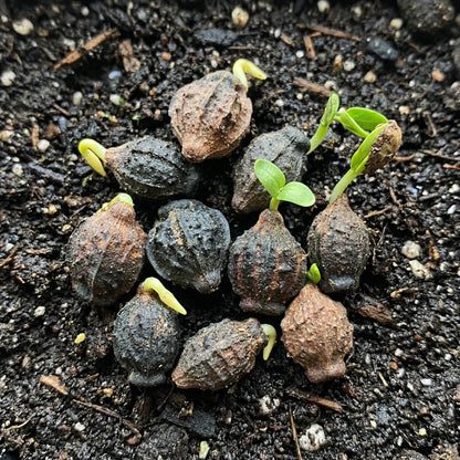 Jasmine Seeds for Planting – Fragrant Flower Seeds for Home Garden