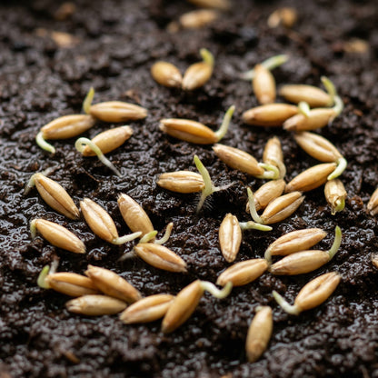 Triticale Grain Seeds – Wheat & Rye Hybrid Seeds for Gardens