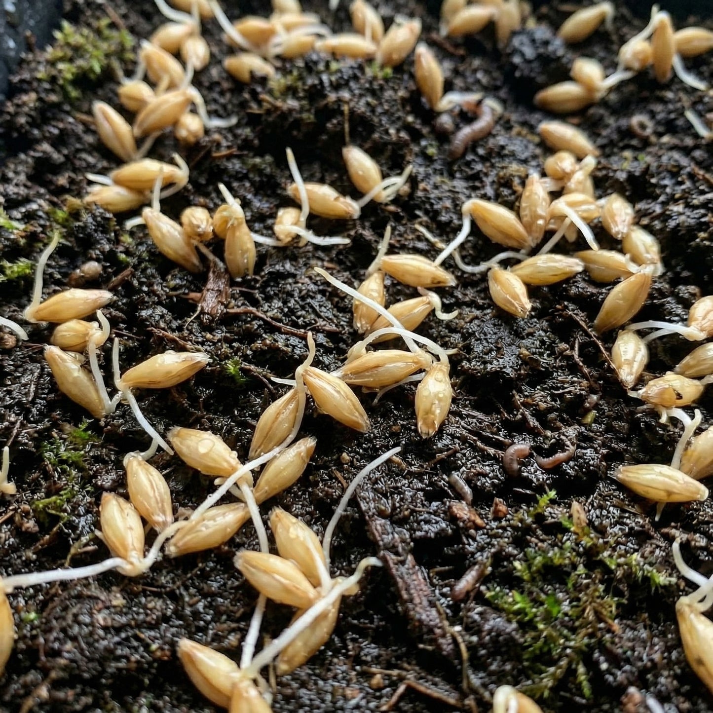 Barley Seeds for Planting – Heirloom Grain Seeds for Home Gardens