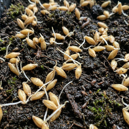 Barley Seeds for Planting – Heirloom Grain Seeds for Home Gardens