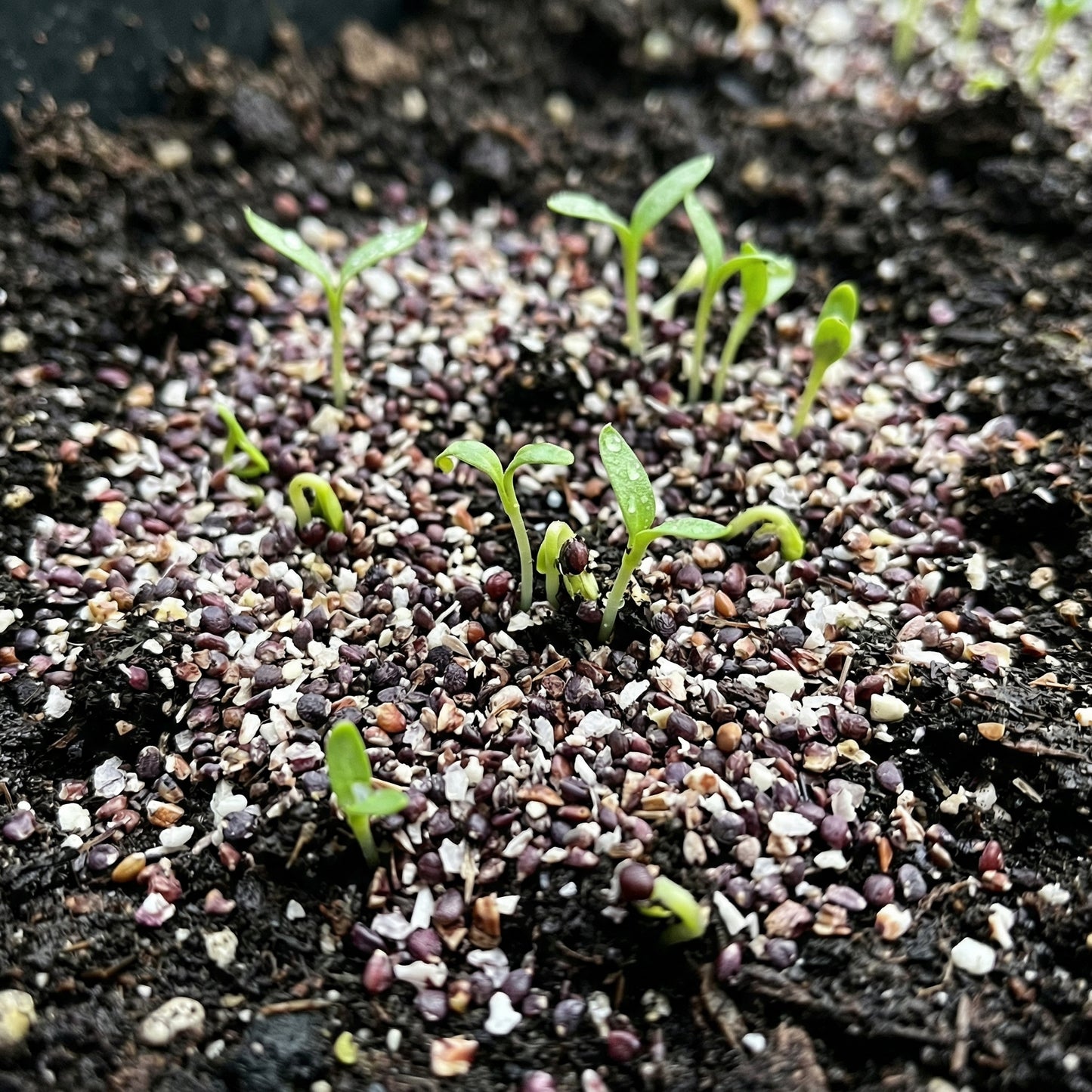 Jimmy Red Corn Seeds – Heirloom Grits Corn Seeds