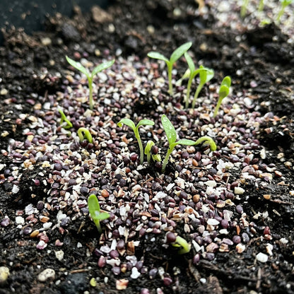 Jimmy Red Corn Seeds – Heirloom Grits Corn Seeds
