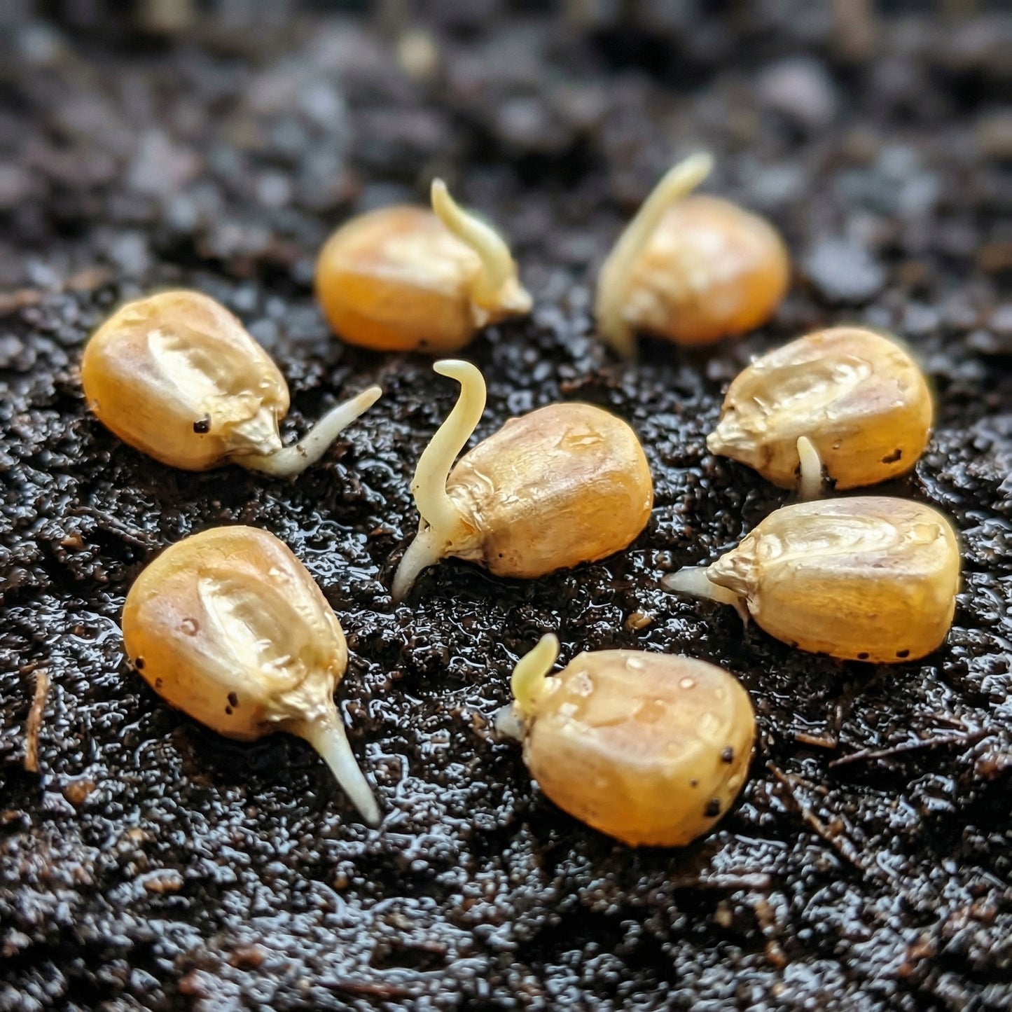 Golden Bantam Sweet Corn Seeds – Heirloom Sweet Corn Seeds