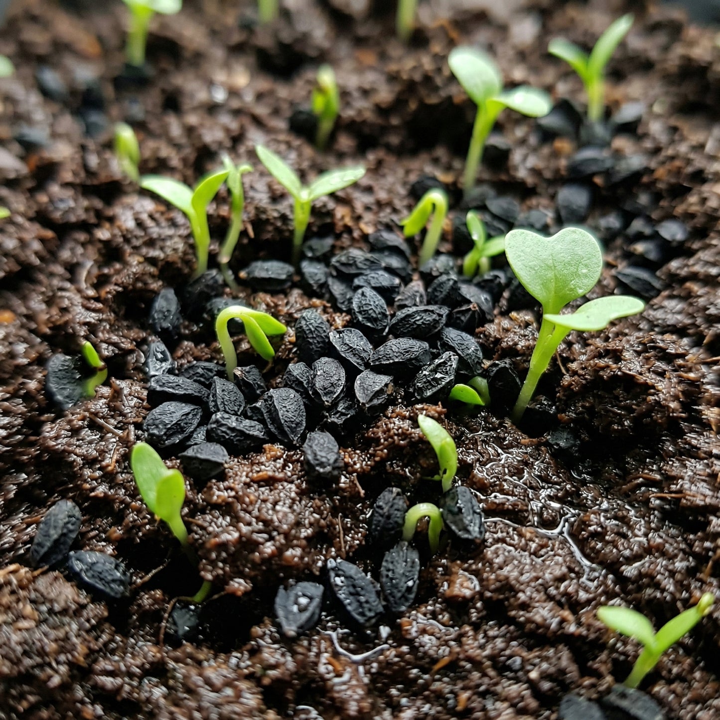 Garlic Chives Seeds – Heirloom Herb Seeds for Kitchen Gardens
